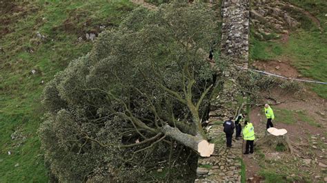 Famous 'Sycamore Gap tree' in northern England found cut down overnight; 16-year-old arrested ...