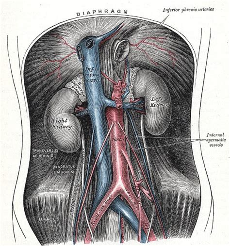 Gonadal artery - Alchetron, The Free Social Encyclopedia