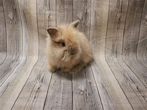 View Lionhead Puppy Photos – Petland Racine, Wisconsin