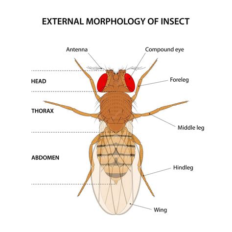 Morfología externa del insecto mosca de la fruta | Vector Premium