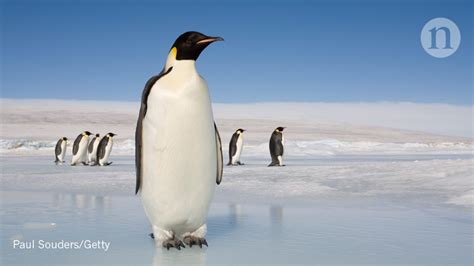 Ancient mega-penguin reached human height : Research Highlights