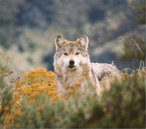 Mexican Wolf | The Life of Animals