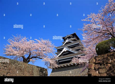 Kumamoto Castle and cherry blossoms Stock Photo - Alamy