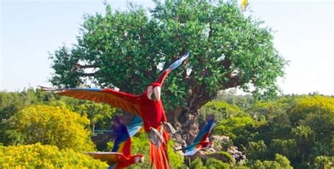 New colorful bird flight show coming to Disney's Animal Kingdom