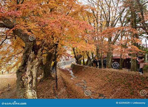 Momiji Corridor, Kawaguchiko,Japan Editorial Stock Image - Image of farm, japanese: 63294539