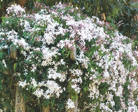 How to grow jasmine - Suttons Gardening Grow How