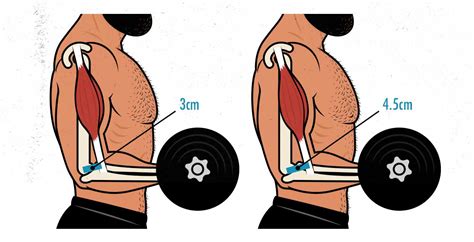 Resistance Curves, Moment Arms & Muscle Growth – Outlift