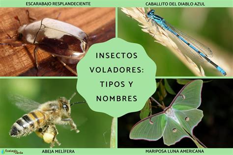 Insectos voladores: tipos y nombres - Con fotos