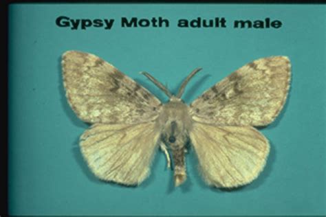 Gypsy Moth