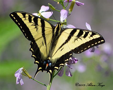 Western Tiger Swallowtail Butterfly