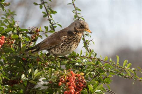 500+ Redwing Birds Stock Photos, Pictures & Royalty-Free Images - iStock