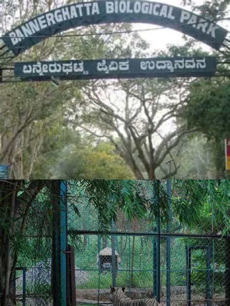 Explore the Wild: 7 Things to Know about Bannerghatta National Park ...