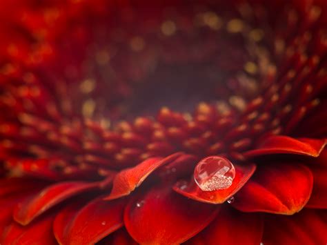 Free Images : drop, leaf, flower, petal, red, flora, close up, makro, gerbera, hmm, blume ...