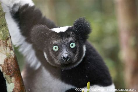 91% of Madagascar's lemurs threatened with extinction