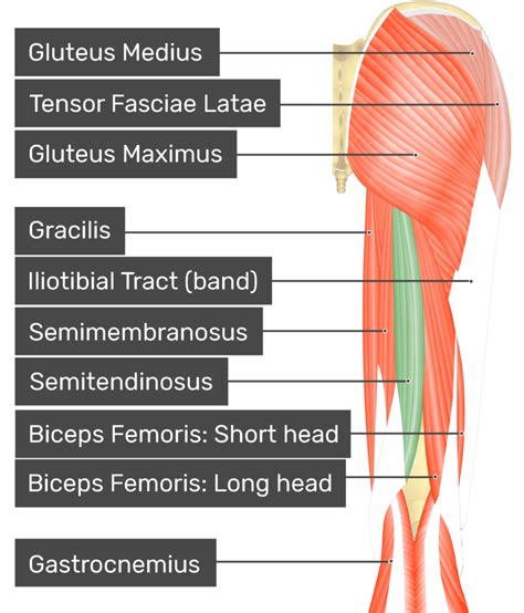 Semitendinosus And Semimembranosus Muscles