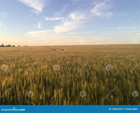 The Field of Gold stock image. Image of glow, sunset - 156267297