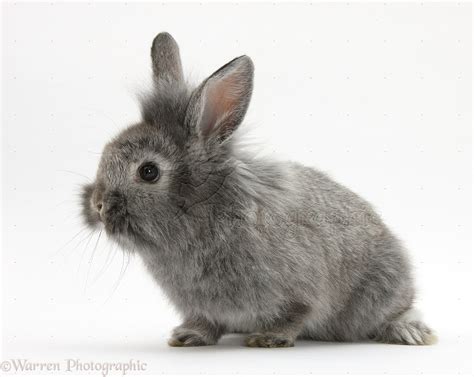 Young Silver Lionhead rabbit photo WP32836