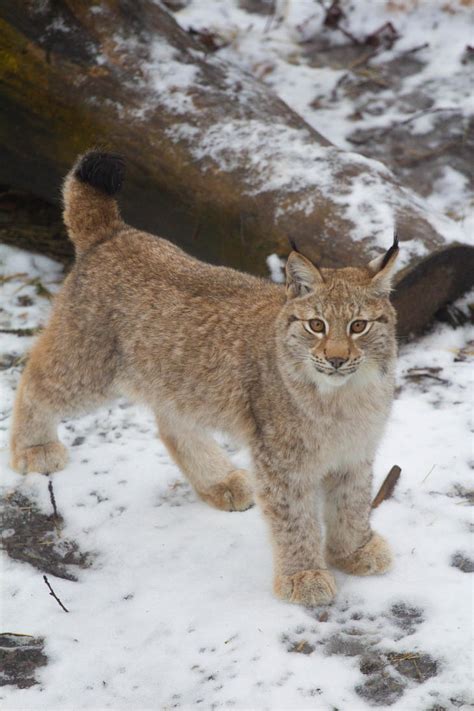 Lynx Cub Portrait by JRL5 on DeviantArt