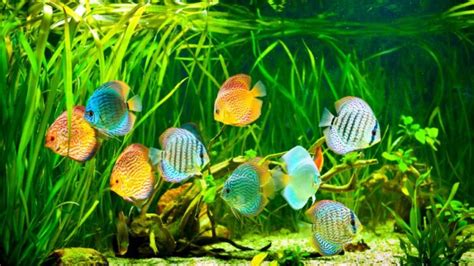 The Ideal Discus Fish Tank Size - Avid Aquarist