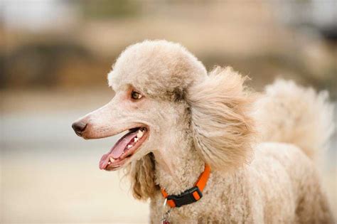 5 Most Common Poodle Health Issues | Lucy Pet