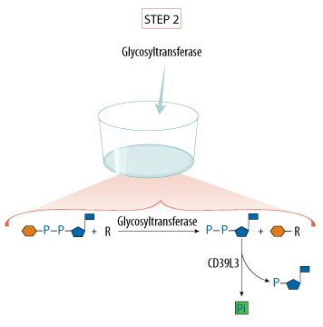 Glycosyltransferase Activity Kit Assay Principle: R&D Systems