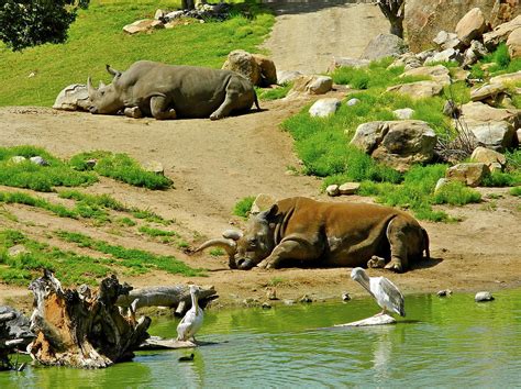 Tourism: San Diego Zoo Safari Park