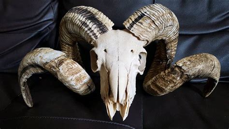 Real ram skull, real sheep skull, real animal skull, real animal horns ...