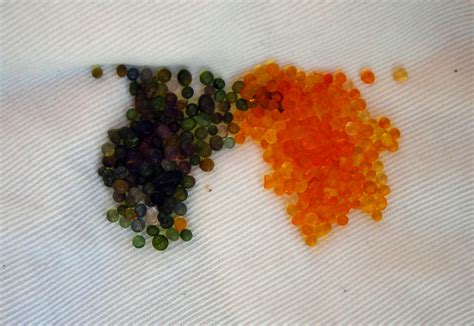 Orange-to-Green Color Indicating Loose Silica Gel Beads, 4 lbs : Southern Exposure Seed Exchange ...