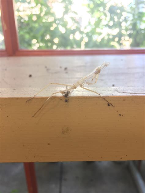 This praying mantis skeleton at my work. : r/mildlyinteresting