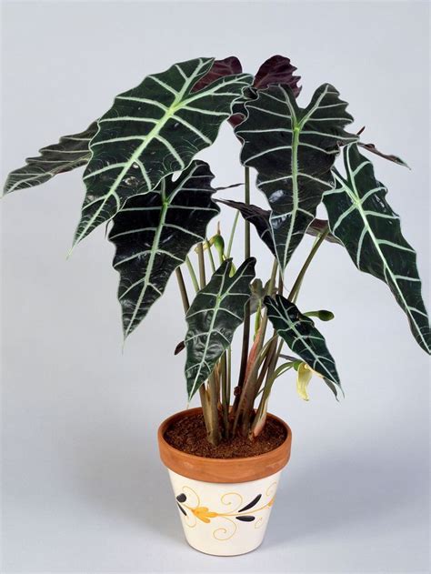 6 of the best plants for small space living | Alocasia plant, Elephant ...