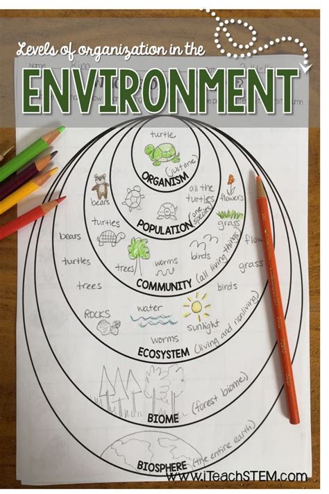 Ecosystem Levels Of Organization Worksheet