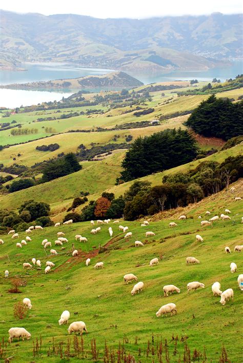 Akaroa-harbour – EcoLincNZ