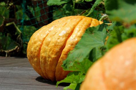 When Do Pumpkins Grow and When Can They Be Harvested? | HappySprout