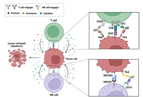 IJMS | Free Full-Text | Bispecific Antibody-Based Immune-Cell Engagers ...