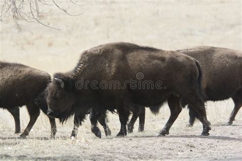 Bison Herd on the Great Plains Stock Photo - Image of plains, fish ...