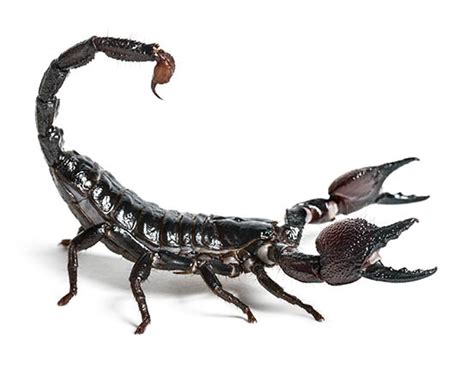 What to do when a scorpion stings - Happiest Health