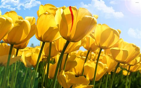 Yellow Tulips Wallpapers - Top Free Yellow Tulips Backgrounds - WallpaperAccess