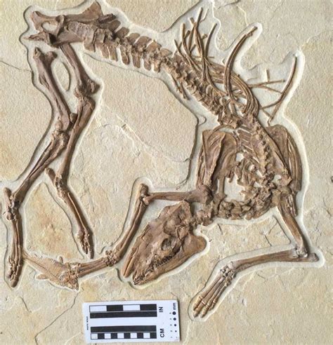 Presented here for sale is a rare fossil of the oldest-known ancestral horse: Eohippus. The ...