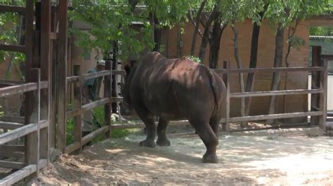 Rhinoceros feeding time at the Dallas Zoo - YouTube