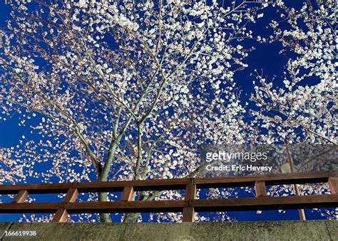 56 Cherry Blossom Jeju Stock Photos, High-Res Pictures, and Images ...