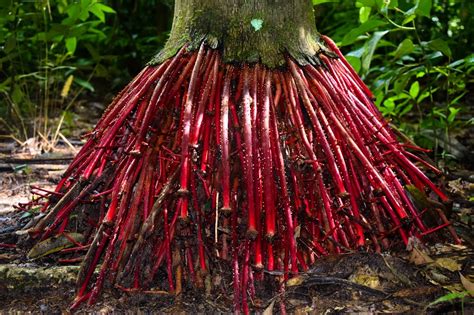 Top 10 Medicinal Plants Of The Amazon - Rainforest Cruises