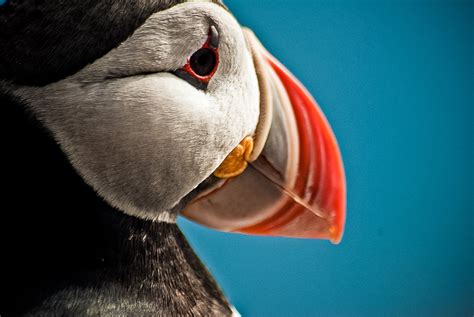 9 Things You Didn't Know About the Puffin in Iceland | What's On in Reykjavík