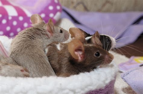 Top 8 Easiest Rodents To Keep As Pets – Small Pet Family