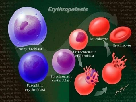 Erythropoiesis