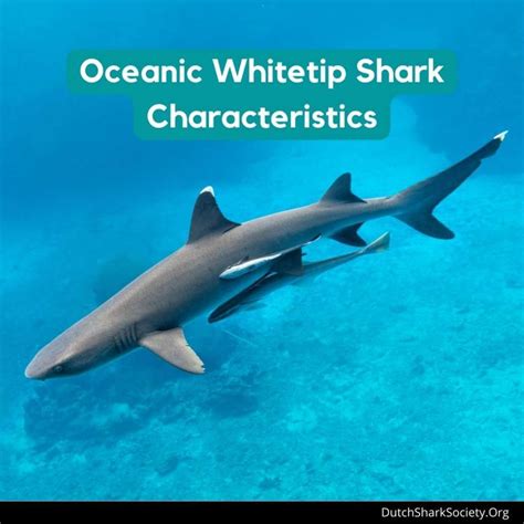 Oceanic Whitetip Sharks Facts And Info Guide - Dutch Shark Society