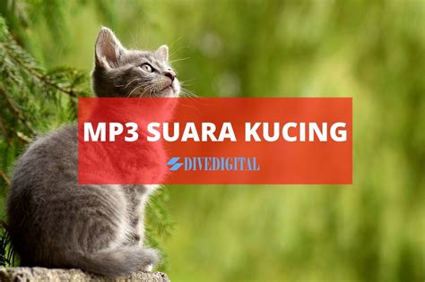 Suara Kucing Memanggil - Satu Trik