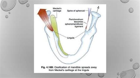 Development of mandible