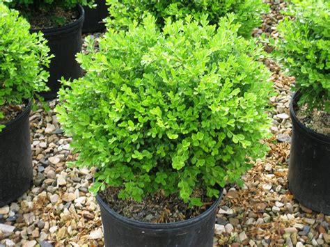 Boxwood ‘Franklin’s Gem’ – Uncle John's Home & Garden