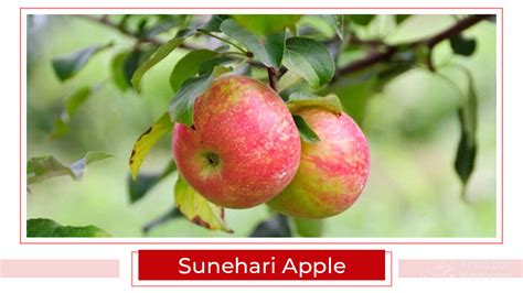 Top 15 Apple Varieties in India | Types of Apple