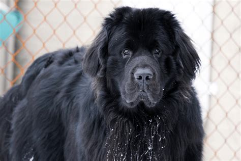 10 Famous Newfoundland Dogs - Love Newfoundlands